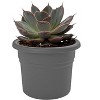 Bloem Posy Round Resin Planter Pot Indoor and Outdoor Gardening - 4 of 4
