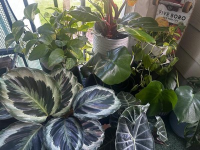 Guest review image 3 of 4, zoom in