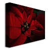 Trademark Fine Art -Lois Bryan 'Poinsettia' Canvas Art - 2 of 2
