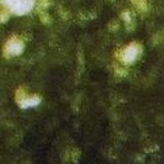 horse print
