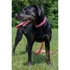 Country Brook Petz Deluxe Nylon Dog Collar and Leash - 3 of 4