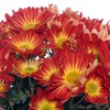 Live 6" Potted Pelee Mum Plant - Spritz™ - 4 of 4