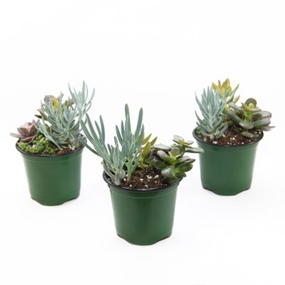 3pk Living Canvas Seaside Suntan Succulent Plants - National Plant Network