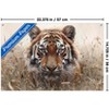 Trends International Reinders: Animals - Hunting Tiger In Grasses Unframed Wall Poster Prints - 3 of 4