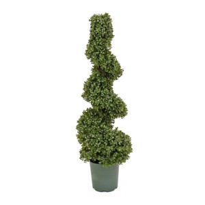 National Tree Company 44" Boxwood Spiral Topiary Artificial Tree: Faux Polyethylene, Freestanding, Unlit - 1 of 4