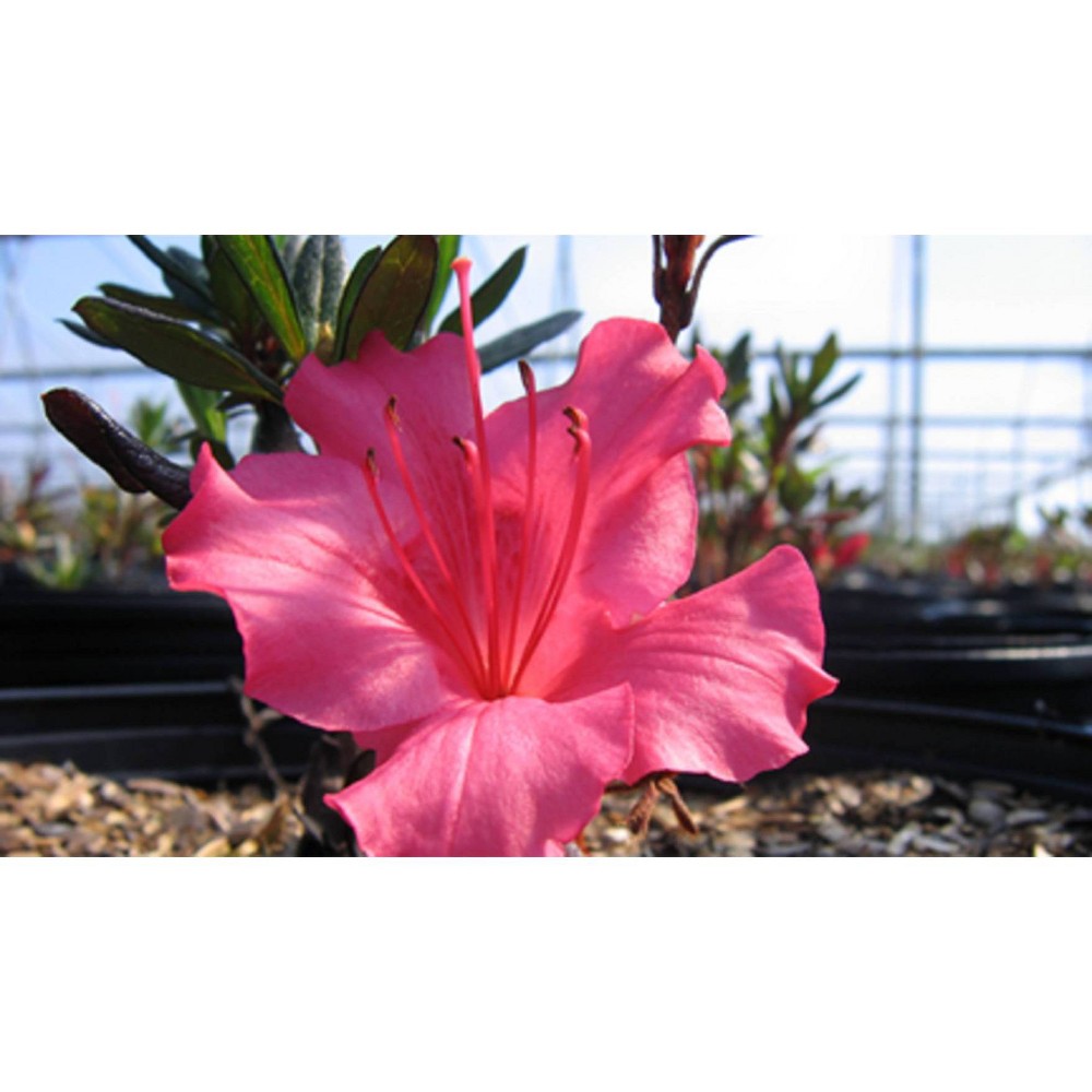 Photos - Garden & Outdoor Decoration 2.5qt Rosa Azalea Plant with Pink Blooms - National Plant Network