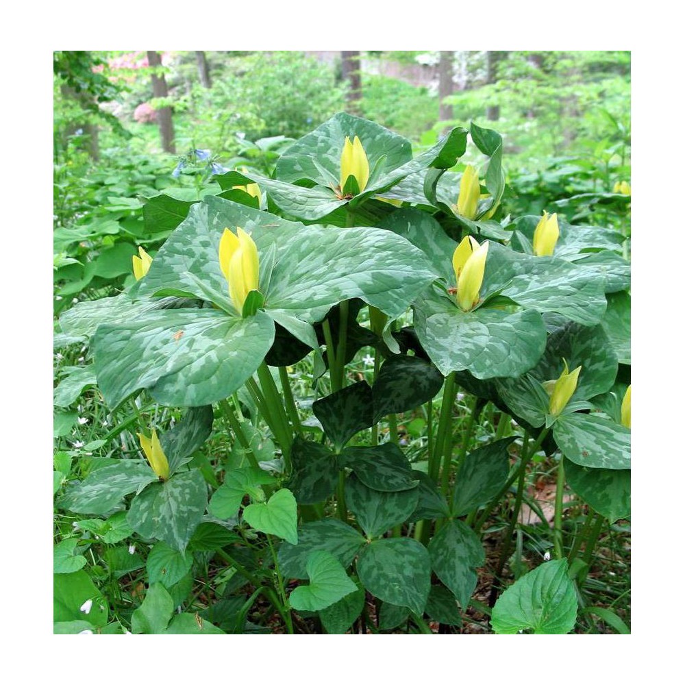 Photos - Garden & Outdoor Decoration Van Zyverden 3ct Trillium Root Yellow