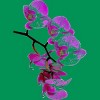 Junior's Design By Humans Orchid By jirkasvetlik T-Shirt - 2 of 3