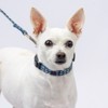 Country Brook Petz Deluxe Dog Collar - Summer Breeze Collection - Made in The U.S.A. - 3 of 4