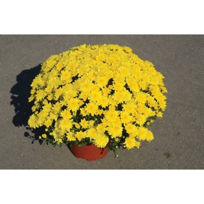 8" Yellow Chrysanthemum Plant with Yellow Blooms - National Plant Network