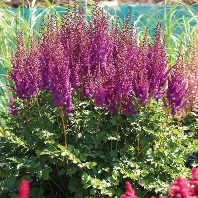 3ct Astilbe Blackberry Cake Roots - Van Zyverden