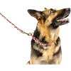 Country Brook Petz Martingale Collar and Leash - Paisley Collection - 2 of 4