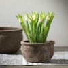 Sullivans Artificial Potted Ivory Grape Hyacinth 14"H; Cream - 3 of 3