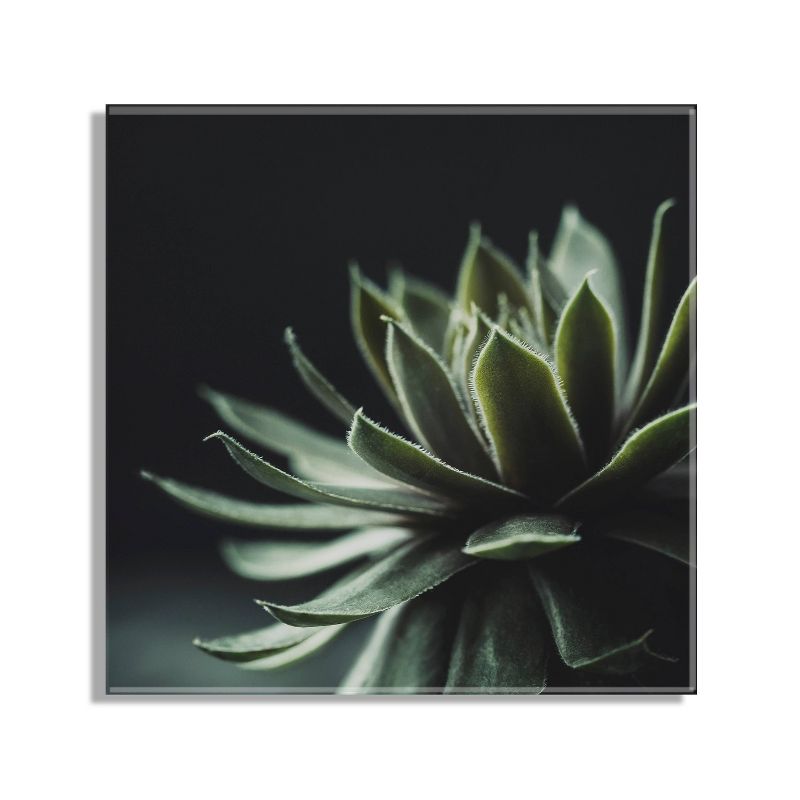 23&#34; x 23&#34; Warrior Succulent by Emiko and Mark Franzen of F2 Images Unframed Wall Canvas - Kate &#38; Laurel All Things Decor, 3 of 8