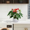 KTMBDW Plant Pots, Ceramic Planters with Drainage Holes,Nursery Planting Pot for Indoor Out Door Plants - 2 of 4