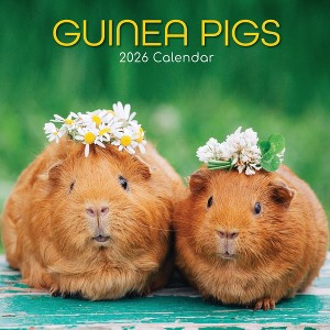 2026 Square Wall Calendar, Guinea Pigs, 16-Month Animals Theme with 180 Reminder Stickers (12x12 In) - 1 of 4