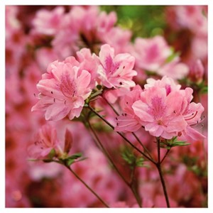 Azalea Hampton Beauty 1pc - National Plant Network: Rhododendron, Outdoor Live, Sun/Shade Mix - 1 of 3