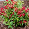Weigela Maroon Swoon 4" Potted Rocketliners - Van Zyverden - 2 of 4