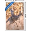 Trends International The Comedy Wildlife Photography Awards: Lara Mathews - Boing Framed Wall Poster Prints - 3 of 4