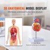 VEVOR Human Heart Model, 2-Part 1:1 Life Size, Anatomically Accurate Numbered Anatomical Heart Model with Anatomically Correct Structures, Red - 3 of 4