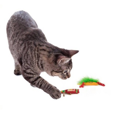 cat toys without catnip