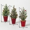 Sullivans 12" Potted Pine Artificial Tree Set of 3, Green - 4 of 4