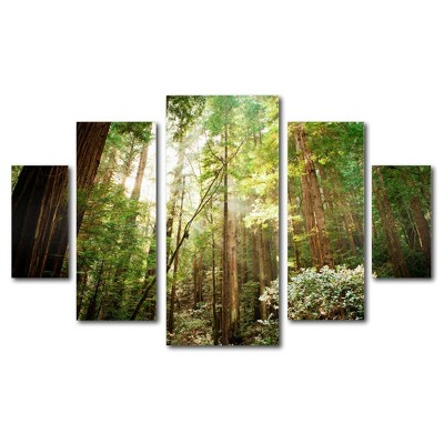 5pc Muir Woods by Ariane Moshayedi - Trademark Fine Art