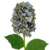 Vickerman 34" Artificial Cone Hydrangea Spray, 2 per bag - 2 of 4