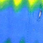 upside down palm purple