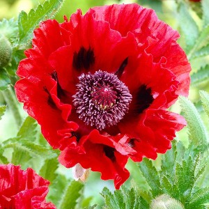 Van Zyverden 5ct Roots Poppies Red - 1 of 4