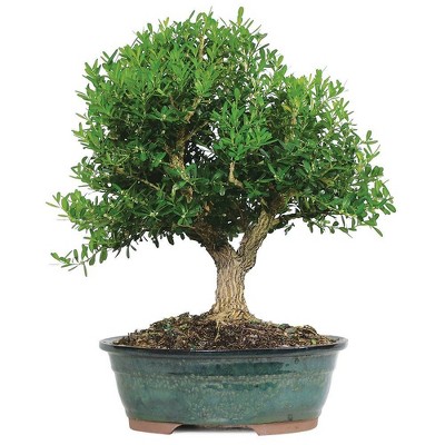 Large Harland Boxwood Outdoor Live Plant - Brussel's Bonsai