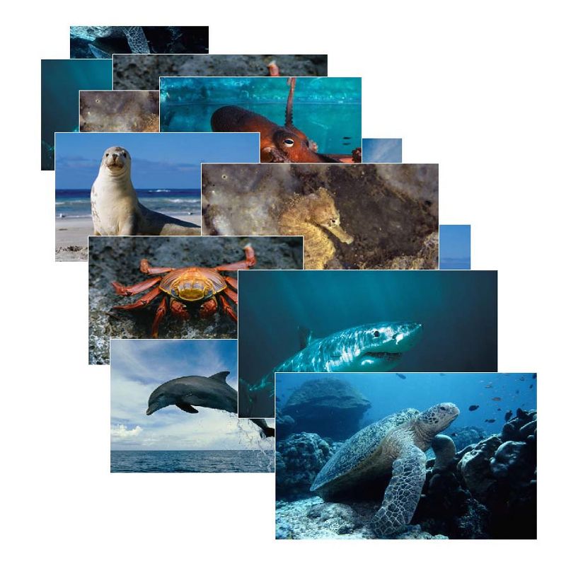 Stages Learning Materials Sea Life Poster Set, Set of 14, 1 of 2