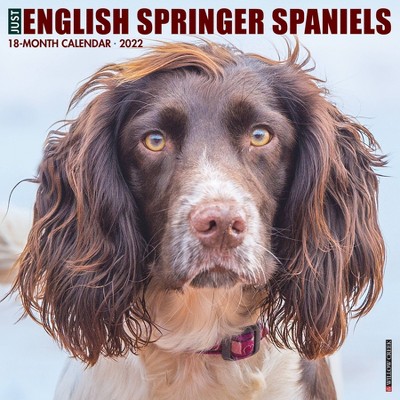 2022 Wall Calendar Just English Springer Spaniels - Willow Creek Press