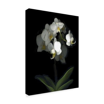 Trademark Fine Art -Susan S. Barmon 'Mini White Orchids' Canvas Art