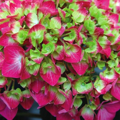 Image of Lime lovebird hydrangea in pot