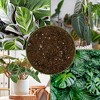Soil Sunrise Tropical House Plant Potting Mix for All Types of Indoor House Plants - 3 of 4