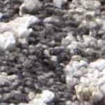 black, ivory, medium gray, tan