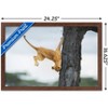 Trends International The Comedy Wildlife Photography Awards: Jennifer Hadley - Not So Cat Like Framed Wall Poster Prints - 3 of 4