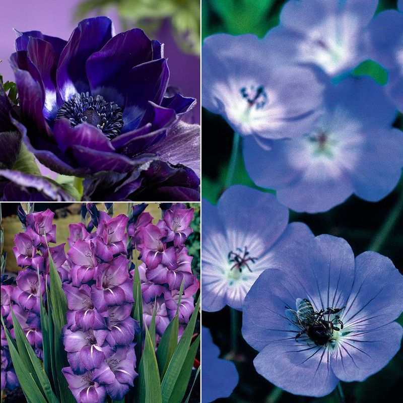 Van Zyverden Set of 38 Color Your Garden Collection Bulbs Blue, 1 of 5