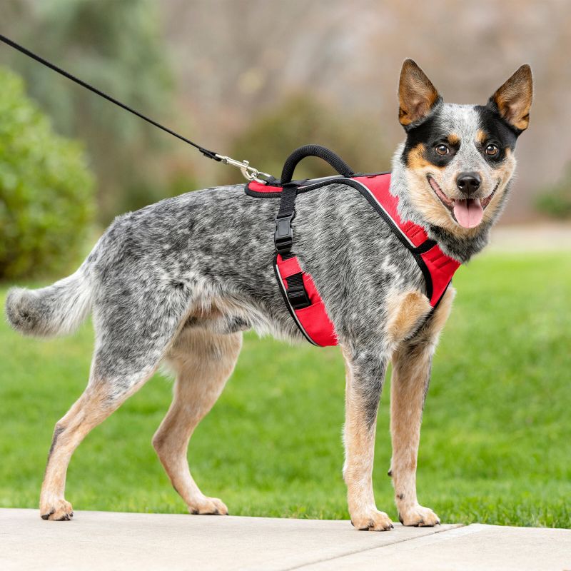 PetSafe EasySport Adjustable Dog Harness, 4 of 11