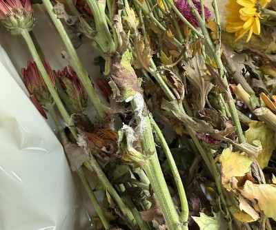 Guest review image 2 of 3, zoom in