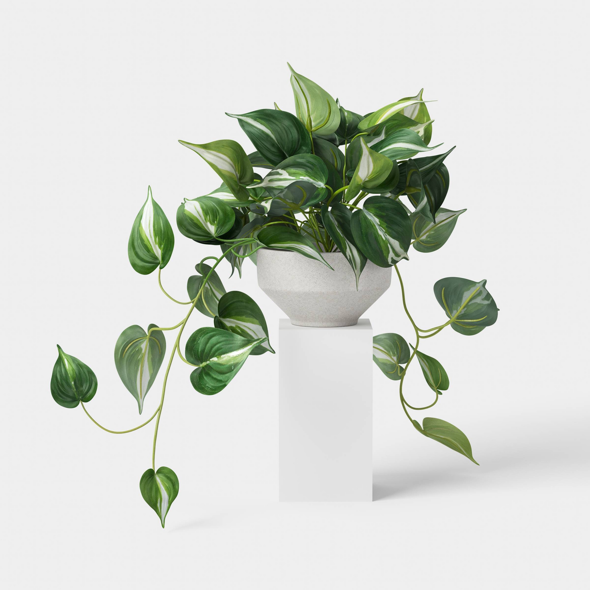 Trailing Pothos Plant - Threshold™