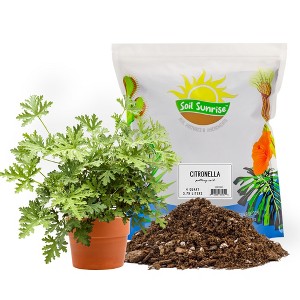 Soil Sunrise Citronella Plant Potting Soil Mix, for Pelargonium Citrosum, Indoor/Outdoor Container Gardening - 1 of 4