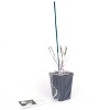 Viburnum Sterile 4" Potted Rocketliners - Van Zyverden - 3 of 4
