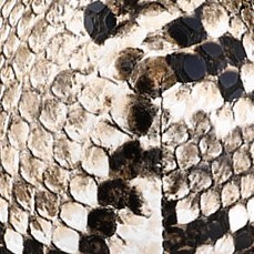 khaki snake