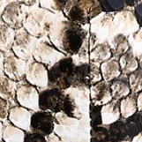 khaki snake