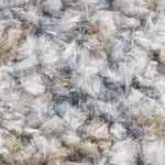 blue, mustard, olive, beige, tan