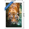 Trends International Tiger - Water Framed Wall Poster Prints - 3 of 4