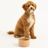 Mason Cash: Cane Dog Water Bowl - 5.9", 30oz -Tan Food-Water Dish - 3 of 4