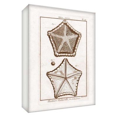 11" x 14" Pentagon Starfish Decorative Wall Art - PTM Images